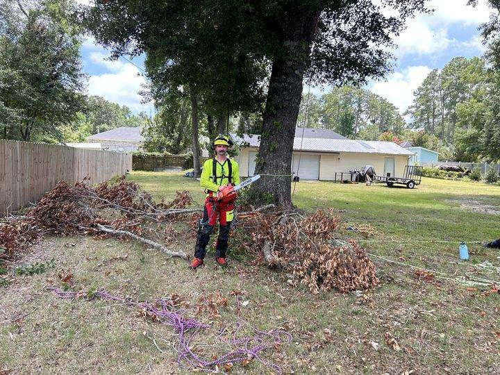 Crew member in helmet, hi-vis shirt, and chaps holding a chainsaw at the base of a large oak