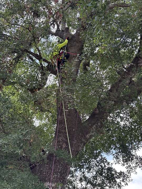 Climber in hi-vis shirt roped into the upper crown of a huge oak in Myrtle Beach, SC