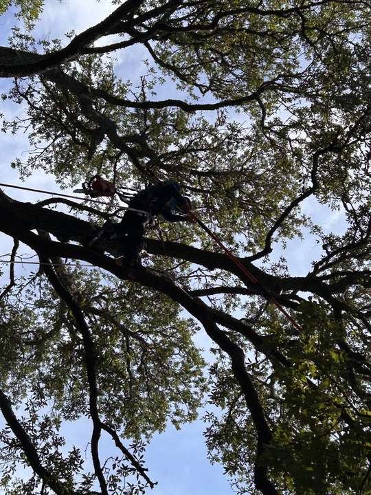 Climber silhouetted among the twisting limbs of a live oak canopy in Myrtle Beach, SC