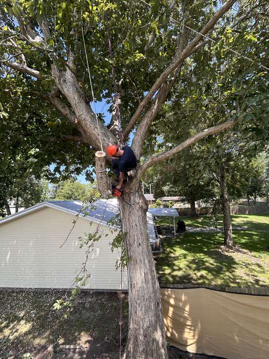Climber standing in the crotch of a large oak directly above a house roof, rigging line running down in Myrtle Beach, SC