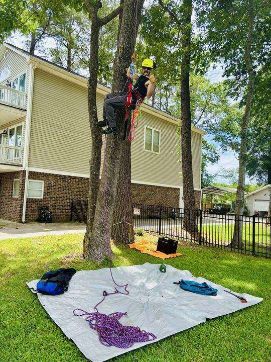 Climber roped into an oak beside a house, gear laid out on a tarp below