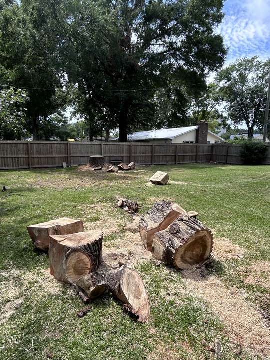 Cut oak rounds and a low stump in a fenced backyard after a removal in Myrtle Beach, SC