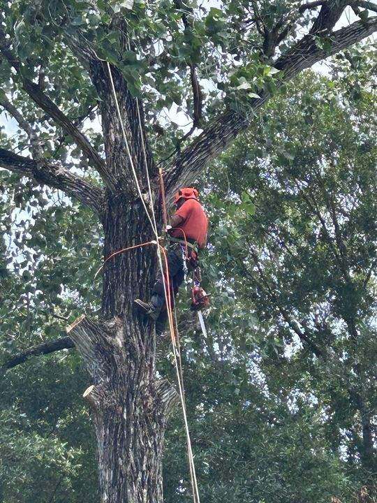 Climber in a red shirt roped high in a large oak, cutting a limb with a chainsaw
