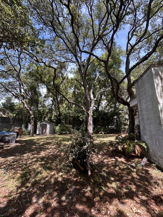 Grove of mature live oaks shading a backyard and shed in Myrtle Beach, SC