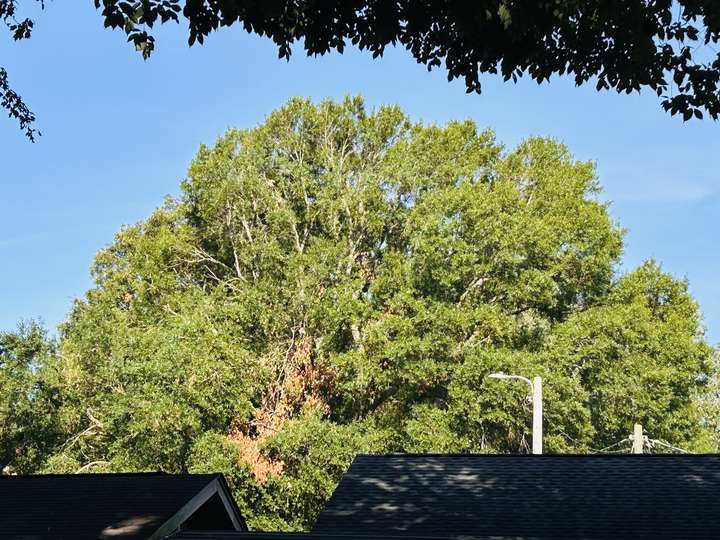 Dense oak canopy hanging low over a dark shingle roof in Myrtle Beach, SC