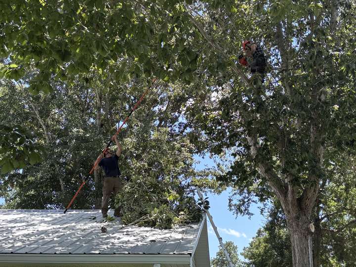 Crew member on a metal roof using a pole saw to cut limbs hanging over the house in Myrtle Beach, SC