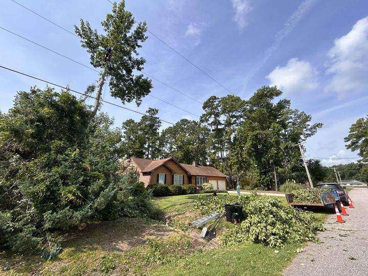 Storm-uprooted cedar leaning toward a house under power lines, brush piled at the curb