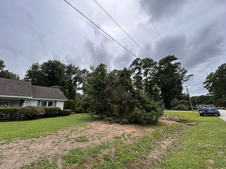 Storm-damaged cedars along a property line beneath overhead power lines in Myrtle Beach, SC