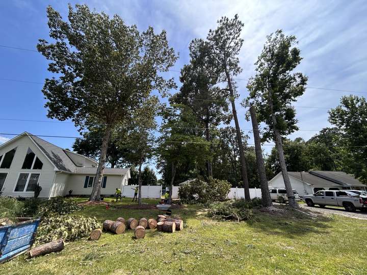 Tall pines standing close beside a single-story house before removal in Myrtle Beach, SC