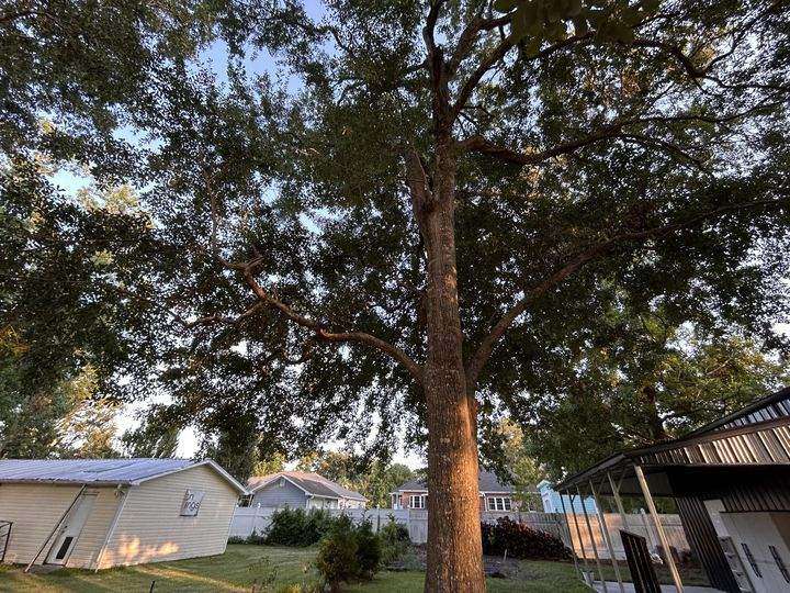 Mature oak canopy in evening light over homes